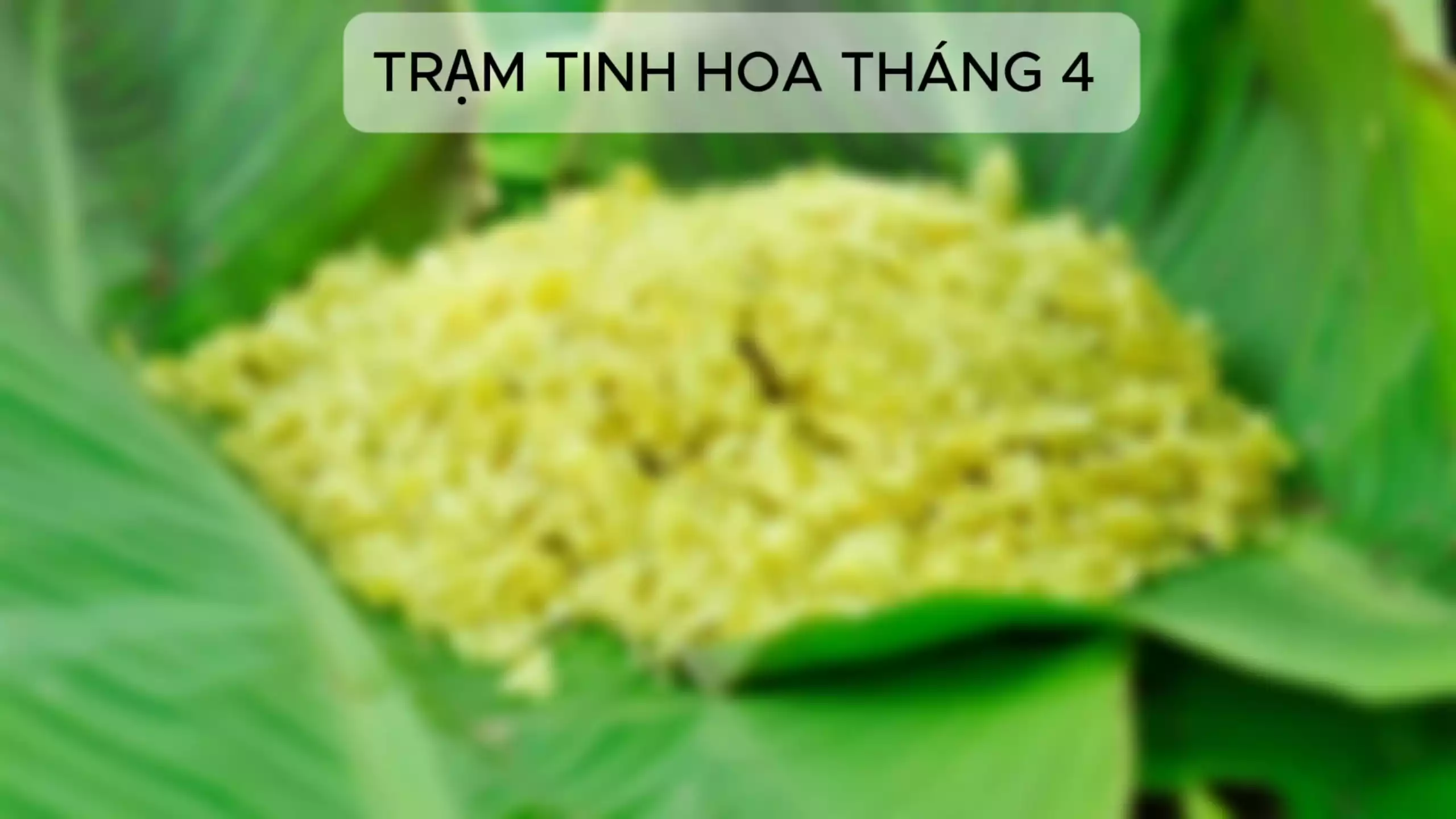 Nghề sản xuất cốm ở phố Hàng Than